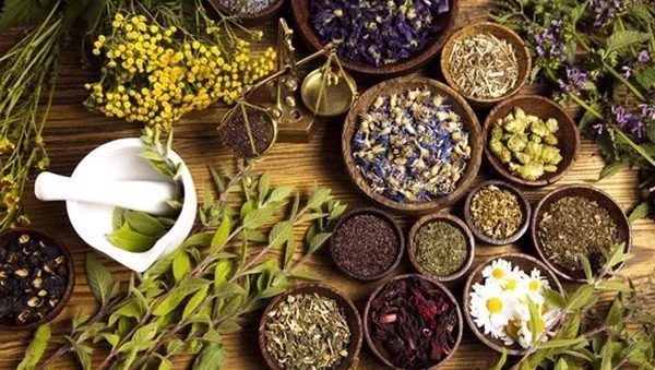 Uống Lá Nam Giảm Cân 10 vị Có An Toàn, Hiệu Quả Không 4 Uống Lá Nam Giảm Cân 10 vị Có An Toàn, Hiệu Quả Không 4